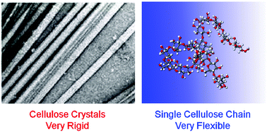 Graphical abstract: The unexpected flexibility of natural cellulose at a single-chain level and its implications to the design of nano materials