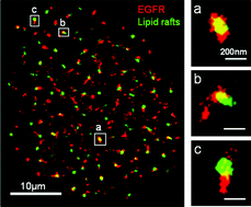 Graphical abstract: Mechanistic insights into EGFR membrane clustering revealed by super-resolution imaging