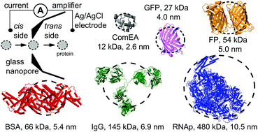 Graphical abstract: Probing the size of proteins with glass nanopores