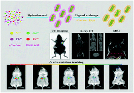 Graphical abstract: High quality polyacrylic acid modified multifunction luminescent nanorods for tri-modality bioimaging, in vivo long-lasting tracking and biodistribution