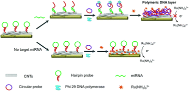 Graphical abstract: Carbon nanotube enhanced label-free detection of microRNAs based on hairpin probe triggered solid-phase rolling-circle amplification