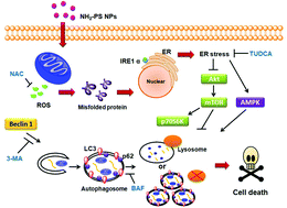 Graphical abstract: Cationic polystyrene nanospheres induce autophagic cell death through the induction of endoplasmic reticulum stress