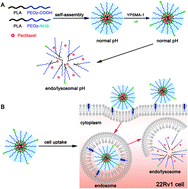 Graphical abstract: PSMA-mediated endosome escape-accelerating polymeric micelles for targeted therapy of prostate cancer and the real time tracing of their intracellular trafficking