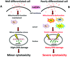 Graphical abstract: Enhanced reactive oxygen species overexpression by CuO nanoparticles in poorly differentiated hepatocellular carcinoma cells