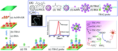 Graphical abstract: An amplified electrochemiluminescent aptasensor using Au nanoparticles capped by 3,4,9,10-perylene tetracarboxylic acid-thiosemicarbazide functionalized C60 nanocomposites as a signal enhancement tag