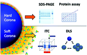 Graphical abstract: Complementary analysis of the hard and soft protein corona: sample preparation critically effects corona composition