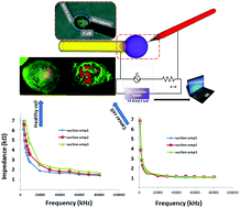 Graphical abstract: A single-cell correlative nanoelectromechanosensing approach to detect cancerous transformation: monitoring the function of F-actin microfilaments in the modulation of the ion channel activity