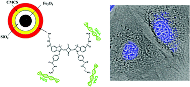 Graphical abstract: Multifunctional magnetic and fluorescent core–shell nanoparticles for bioimaging