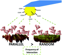 Graphical abstract: Adsorption and adhesion of common serum proteins to nanotextured gallium nitride