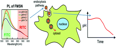 Graphical abstract: Local pH tracking in living cells