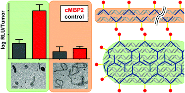 Graphical abstract: Histidine-rich stabilized polyplexes for cMet-directed tumor-targeted gene transfer