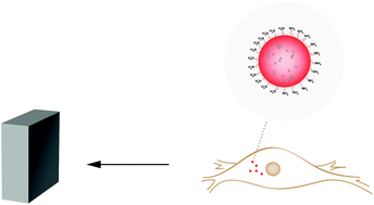 Graphical abstract: Manipulating directional cell motility using intracellular superparamagnetic nanoparticles