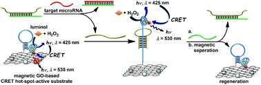 Graphical abstract: A hot-spot-active magnetic graphene oxide substrate for microRNA detection based on cascaded chemiluminescence resonance energy transfer