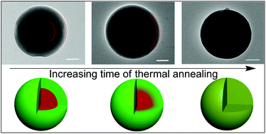Graphical abstract: Dynamic control of the location of nanoparticles in hybrid co-assemblies