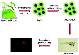 Graphical abstract: Photoluminescent graphene quantum dots for in vivo imaging of apoptotic cells
