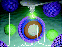 Graphical abstract: A manual and an automatic TERS based virus discrimination