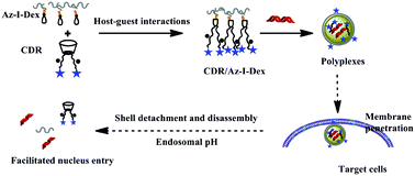 Graphical abstract: Cell penetrating peptide-based polyplexes shelled with polysaccharide to improve stability and gene transfection