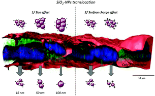 Graphical abstract: Metallic oxide nanoparticle translocation across the human bronchial epithelial barrier