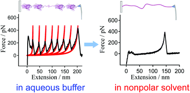 Graphical abstract: Protein denaturation at a single-molecule level: the effect of nonpolar environments and its implications on the unfolding mechanism by proteases