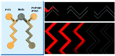Graphical abstract: A novel single-layered MoS2 nanosheet based microfluidic biosensor for ultrasensitive detection of DNA