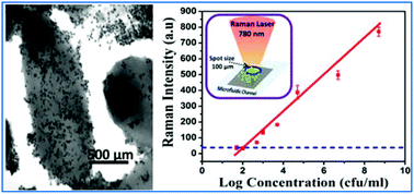 Graphical abstract: Integration of a nanostructured dielectrophoretic device and a surface-enhanced Raman probe for highly sensitive rapid bacteria detection