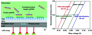Graphical abstract: Label-free detection of DNA using a light-addressable potentiometric sensor modified with a positively charged polyelectrolyte layer