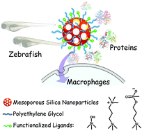 Graphical abstract: Biosafety evaluations of well-dispersed mesoporous silica nanoparticles: towards in vivo-relevant conditions