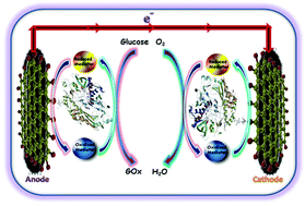 Graphical abstract: Graphene based enzymatic bioelectrodes and biofuel cells