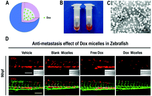 Graphical abstract: Biodegradable polymeric micelle-encapsulated doxorubicin suppresses tumor metastasis by killing circulating tumor cells