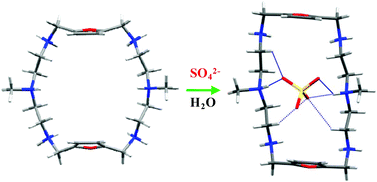 Graphical abstract: Encapsulation and selectivity of sulfate with a furan-based hexaazamacrocyclic receptor in water