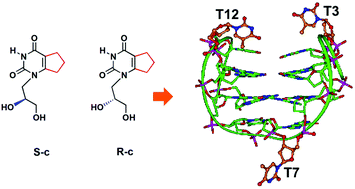 Graphical abstract: Outstanding effects on antithrombin activity of modified TBA diastereomers containing an optically pure acyclic nucleotide analogue