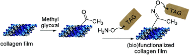 Graphical abstract: A model study for tethering of (bio)active molecules to biomaterial surfaces through arginine