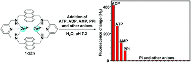 Graphical abstract: Discrimination of adenine nucleotides and pyrophosphate in water by a zinc complex of an anthracene-based cyclophane