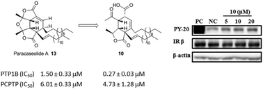 Graphical abstract: Design and synthesis of paracaseolide A analogues as selective protein tyrosine phosphatase 1B inhibitors