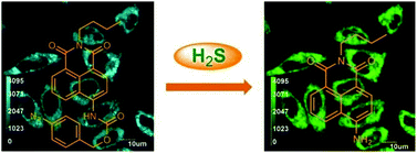 Graphical abstract: A colorimetric and ratiometric fluorescent probe for the imaging of endogenous hydrogen sulphide in living cells and sulphide determination in mouse hippocampus