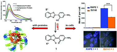 Graphical abstract: An ESIPT fluorescent probe sensitive to protein α-helix structures