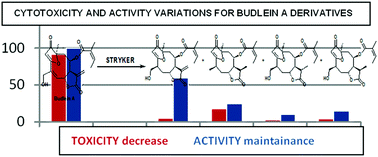 Graphical abstract: Structurally modified natural sesquiterpene lactones constitute effective and less toxic schistosomicidal compounds