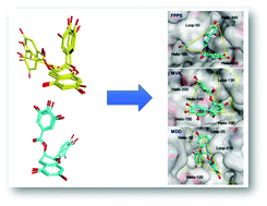 Graphical abstract: Mechanistic studies for tri-targeted inhibition of enzymes involved in cholesterol biosynthesis by green tea polyphenols