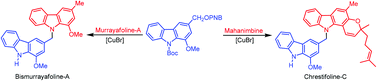 Graphical abstract: First total syntheses of chrestifoline-B and (±)-chrestifoline-C, and improved synthetic routes to bismurrayafoline-A, bismurrayafolinol and chrestifoline-D