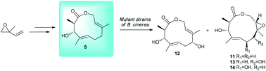 Graphical abstract: Exploring mutasynthesis to increase structural diversity in the synthesis of highly oxygenated polyketide lactones