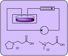 Graphical abstract: Marine bacteria from the Roseobacter clade produce sulfur volatiles via amino acid and dimethylsulfoniopropionate catabolism