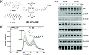 Graphical abstract: Monitoring and inhibition of Plk1: amphiphilic porphyrin conjugated Plk1 specific peptides for its imaging and anti-tumor function