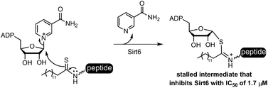 Graphical abstract: Thiomyristoyl peptides as cell-permeable Sirt6 inhibitors