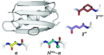 Graphical abstract: Comparison of backbone modification in protein β-sheets by α→γ residue replacement and α-residue methylation