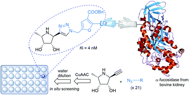 Graphical abstract: Rapid discovery of potent α-fucosidase inhibitors by in situ screening of a library of (pyrrolidin-2-yl)triazoles