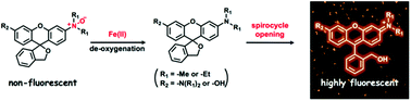 Graphical abstract: A new class of high-contrast Fe(ii) selective fluorescent probes based on spirocyclized scaffolds for visualization of intracellular labile iron delivered by transferrin