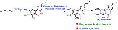Graphical abstract: Total synthesis of (+)-monocerin via tandem dihydroxylation-SN2 cyclization and a copper mediated tandem cyanation–lactonization approach