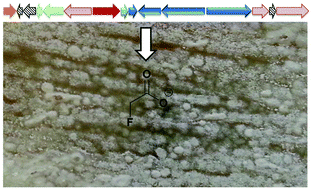 Graphical abstract: Fluoroacetate biosynthesis from the marine-derived bacterium Streptomyces xinghaiensis NRRL B-24674