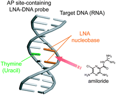 Graphical abstract: The effect of LNA nucleobases as enhancers for the binding of amiloride to an abasic site in DNA/DNA and DNA/RNA duplexes