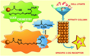Graphical abstract: A “click” chemistry constructed affinity system for 2-oxoglutaric acid receptors and binding proteins